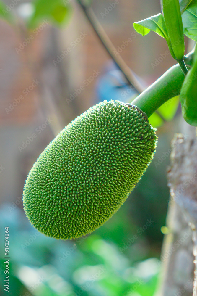 green jackfruit on tree green jackfruit on tree