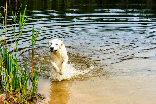 Golden Retriever jump out the water. Dog having fun in the lake water. Golden Retriever swimming time. Seasonal outdoor activities with pet.