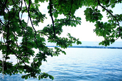 Obraz na płótnie Sunset on the lake with tree branches in Bregenz, Austria. w salonie