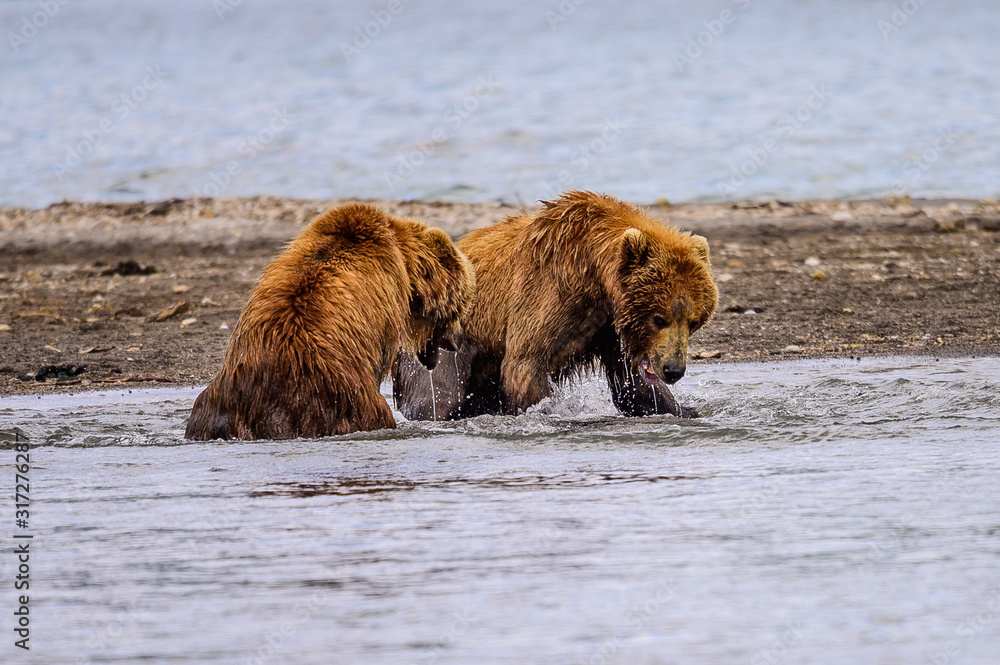Ruling the landscape, brown bears of Kamchatka (Ursus arctos beringianus) Ruling the landscape, brown bears of Kamchatka (Ursus arctos beringianus)