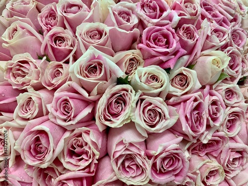 Pink and white roses on Valentine    s Day