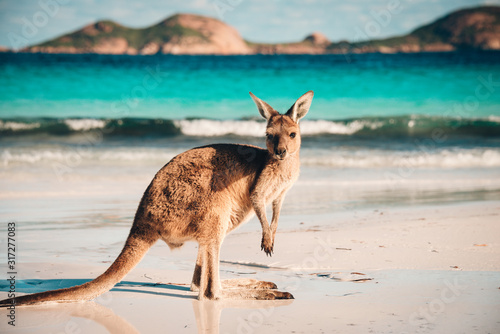 Australian beach Kangaroo portrait