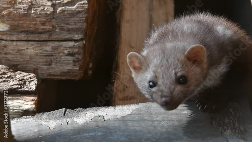 Alert beech marten / stone marten / house marten (Martes foina) in barn / shed and looking around photo