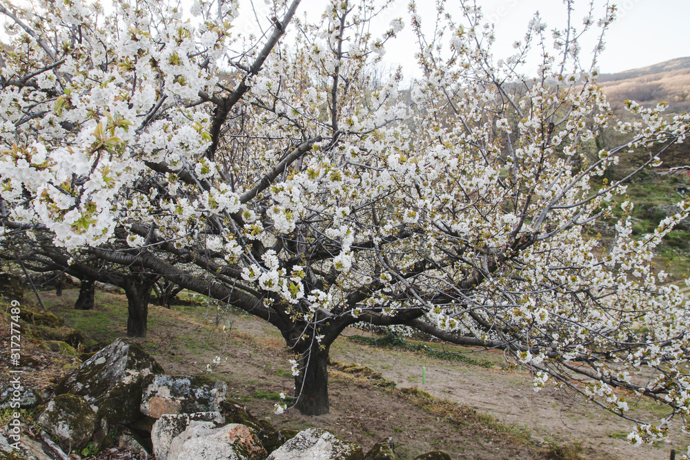 Cherry blossoms in Valle del Jerte, Spain Cherry blossoms in Valle del Jerte, Spain