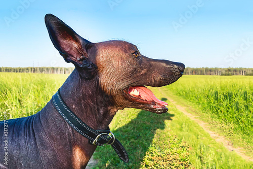 Close up rare breed of dog Xoloitzcuintle. Mexican,  Brown Hairless Xolo Xoloitzcuintli, puppy. Pet walks in the field on a sunny day. soft focus photo
