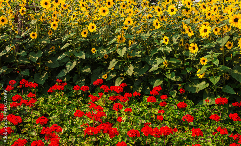 Beautiful field of red flowers and yellow sunflowers background