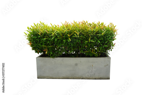 Syzygium australe Australian Rose Apple trees in a square cement pot, isolated on white background.  Brush Cherry, Creek Lily Pilly or Creek Satinash tree.  Ornamental plants for garden decoration. photo