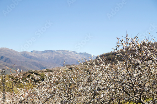 Cherry blossoms in Valle del Jerte and Sierra de Bejar in the background photo