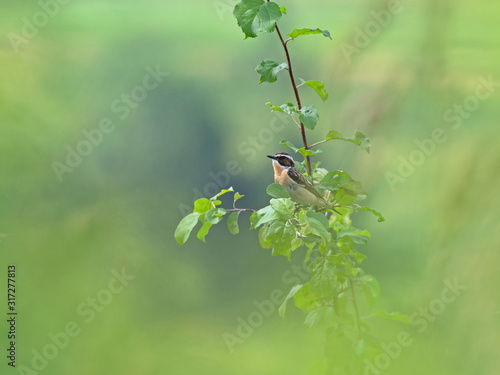 The whinchat (Saxicola rubetra) is a small migratory passerine bird breeding in Europe and western Asia. Whinchat in natural habitat (saxicola rubetra).
