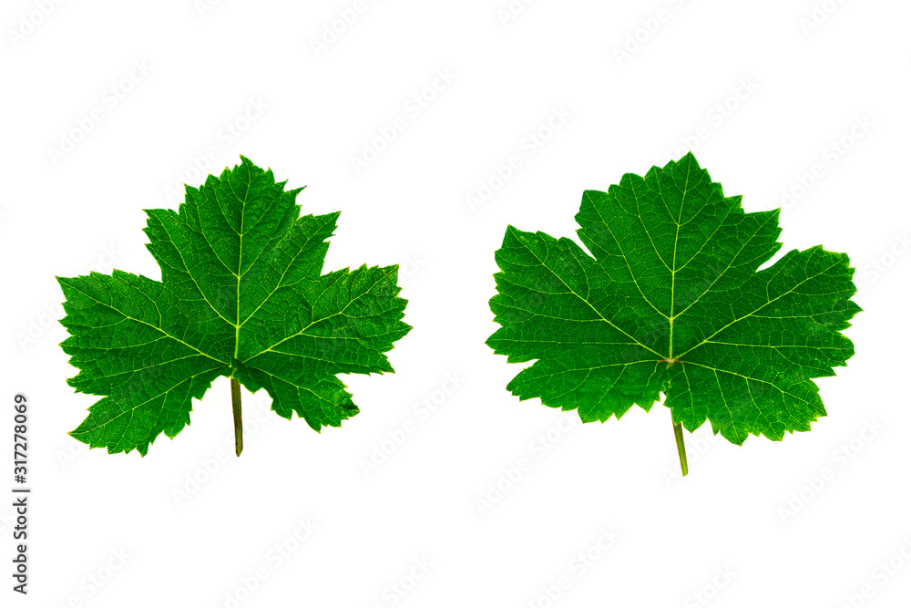 Fresh green grape leaves isolated on white background. Fresh green grape leaves isolated on white background.