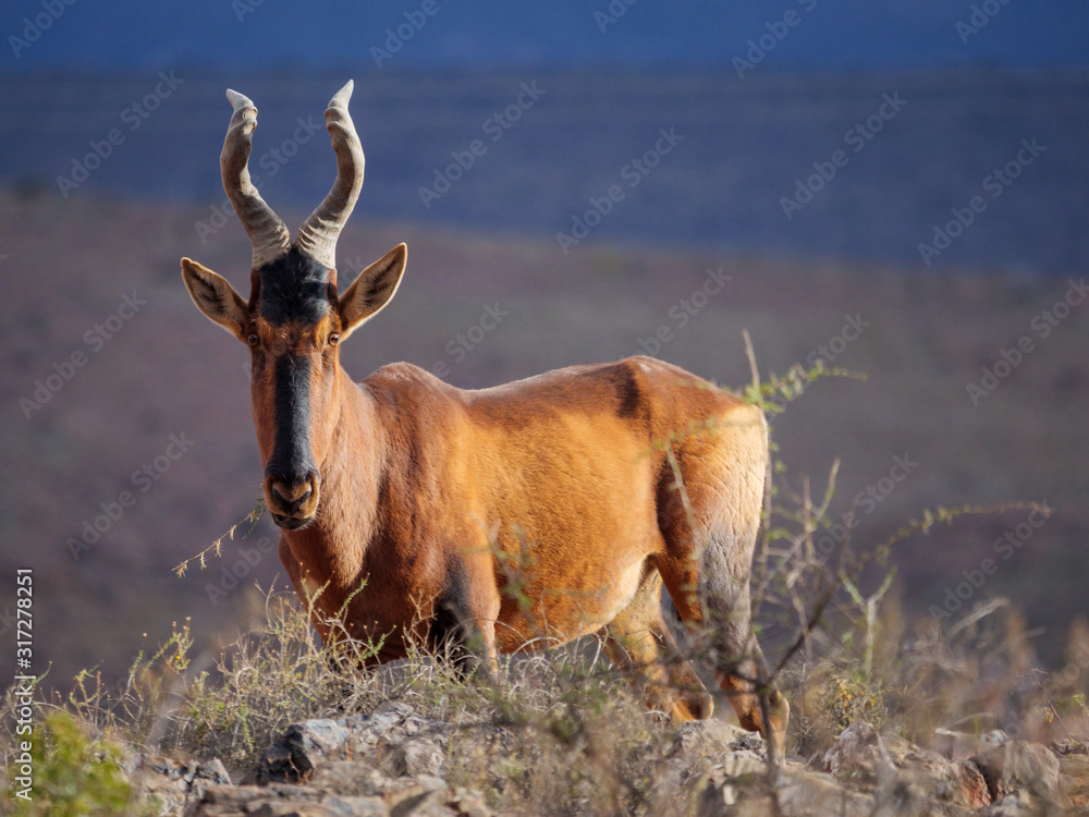 Fototapeta premium Red hartebeest (Alcelaphus buselaphus caama or Alcelaphus caama). Karoo, Western Cape, South Africa