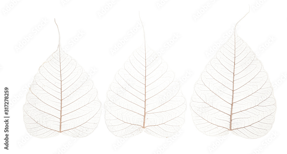 Obraz premium a leaf texture close up on a white background