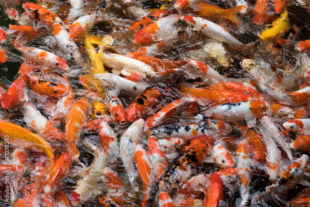 Wide Shot of Hundreds of Orange and Black Koi Fish