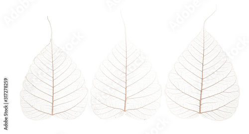 a leaf texture close up on a white background