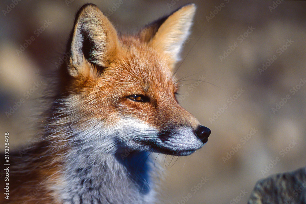 Fototapeta premium Red fox in Denali National Park