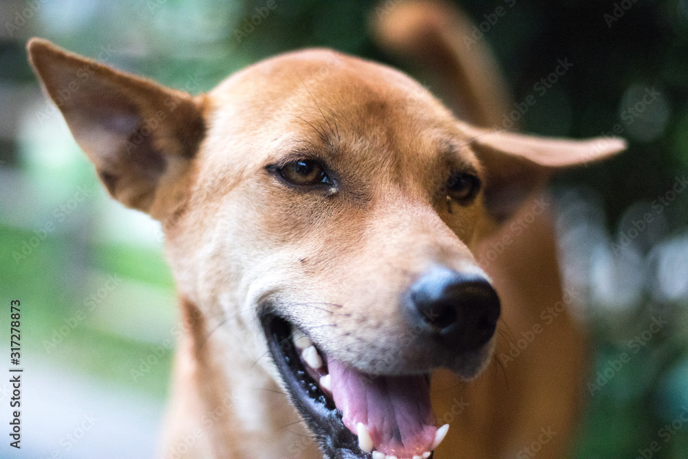 Closeup Of Playful Brown Dog Smiling Away from Camera Closeup Of Playful Brown Dog Smiling Away from Camera