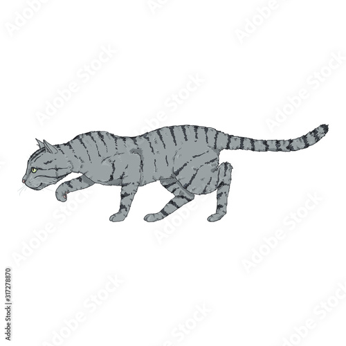 Sneaking Gray Striped Cat. © nikiteev