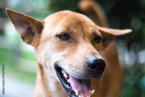 Closeup Of Playful Brown Dog Smiling Away from Camera