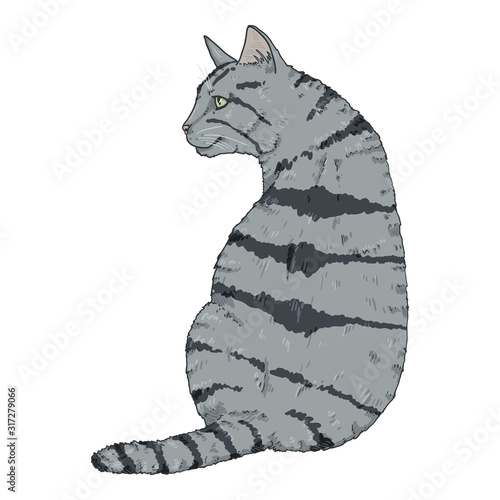 Sitting Gray Striped Cat.