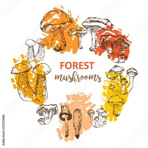 Mushrooms set of linear drawing sketch boletus with colored brush paint, vegeterian food vintage vector illustration.