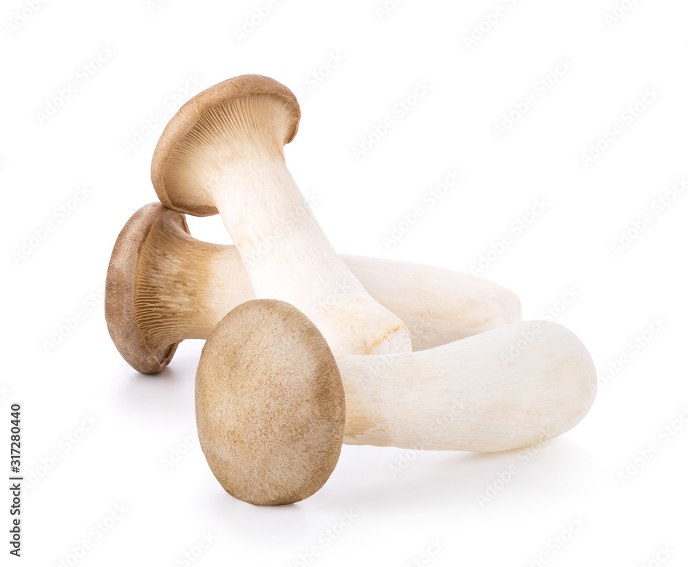 King oyster mushroom Pleurotus eryngii isolated on white background King oyster mushroom Pleurotus eryngii isolated on white background
