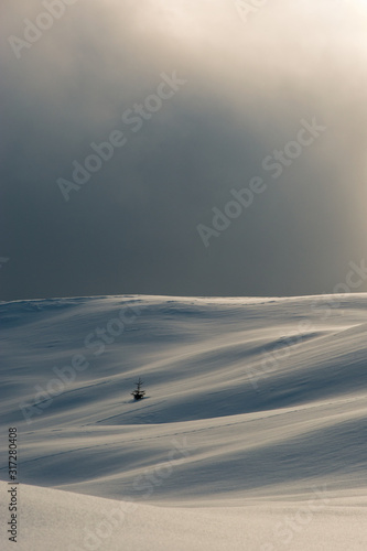 A solitary tree among snow covered slopes near Casera Razzo, Dolomites, Cadore, Italy photo