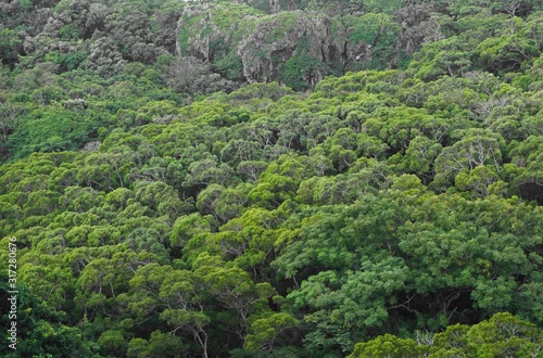 Green crown of the tree, treetop, asian forest in the mountains