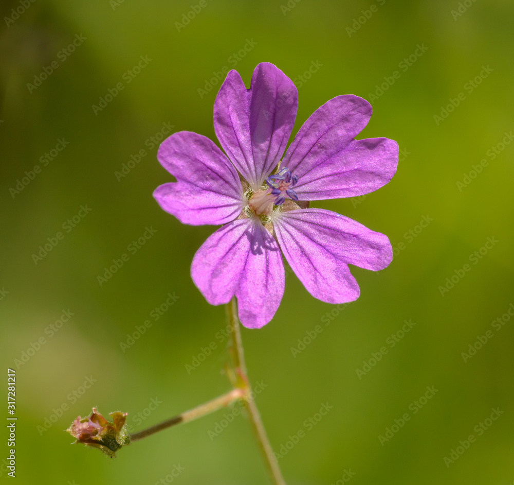pink Dove's-foot Crane's-bill or Dovesfoot Geranium (geranium molle) flower