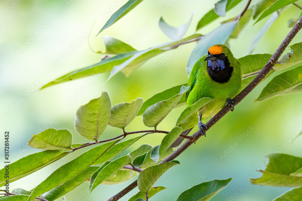 Golden-fronted Leafbird perching on tree branch looking into a distance Golden-fronted Leafbird perching on tree branch looking into a distance