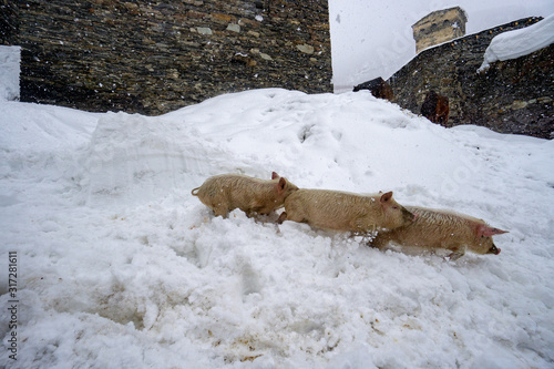 pigs in snow