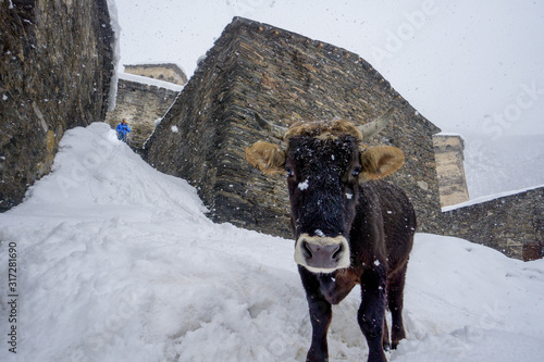 cow in snow