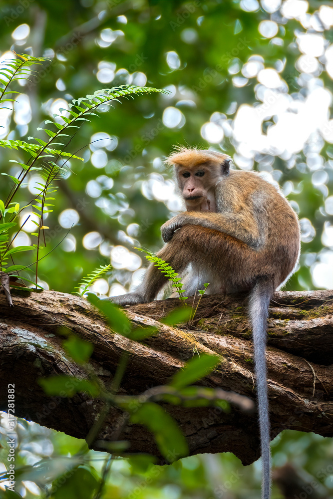 Naklejka premium Toque Macaque (Macaca sinica), Sinharaja Rain Forest Reserve, Sri Lanka