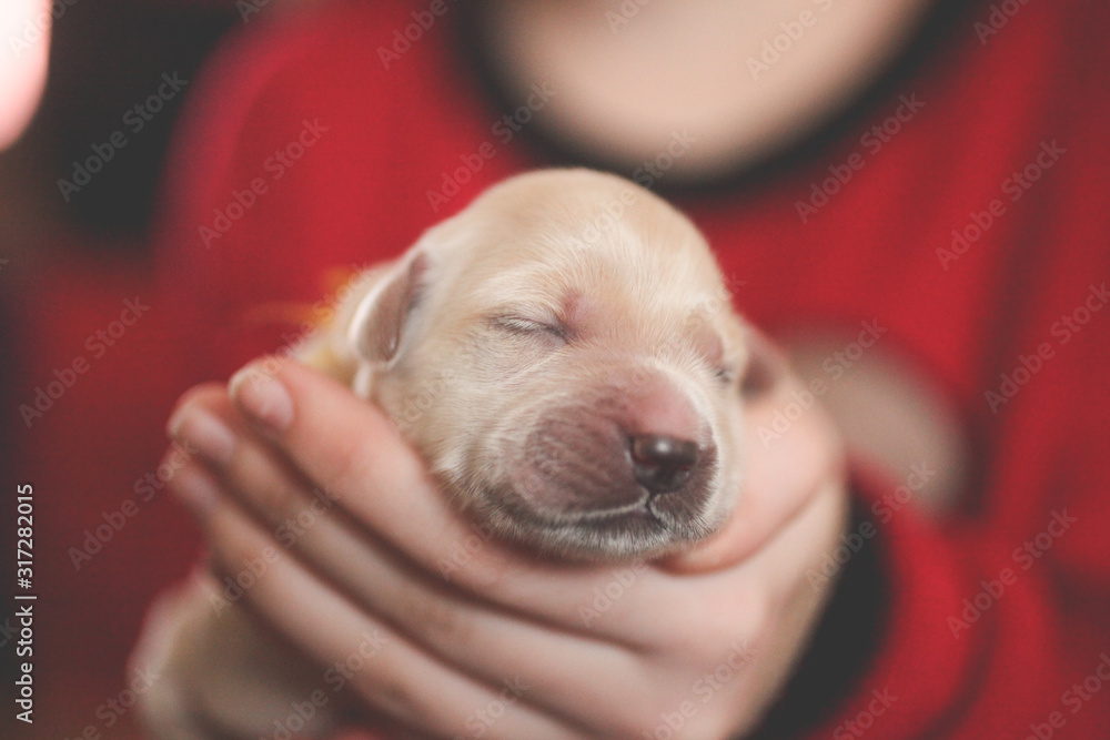Newborn golden retriever puppy in hands Newborn golden retriever puppy in hands