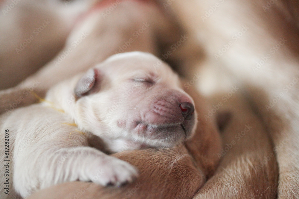 Newborn golden retriever puppy Newborn golden retriever puppy