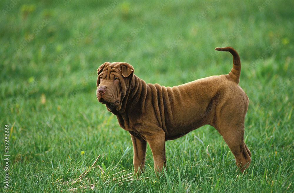 SHAR PEI