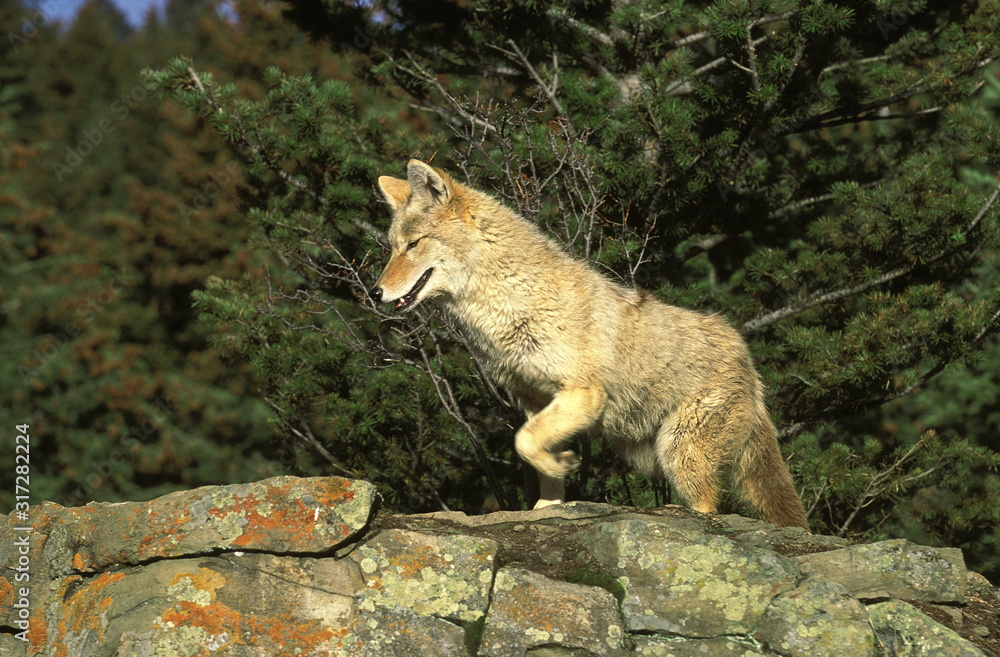 Obraz premium COYOTE canis latrans