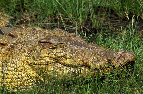 CROCODILE MARIN crocodylus porosus © slowmotiongli