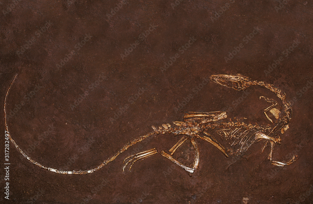DINOSAURE coelophysis bauri