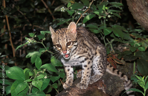 ONCILLE leopardus tigrinus