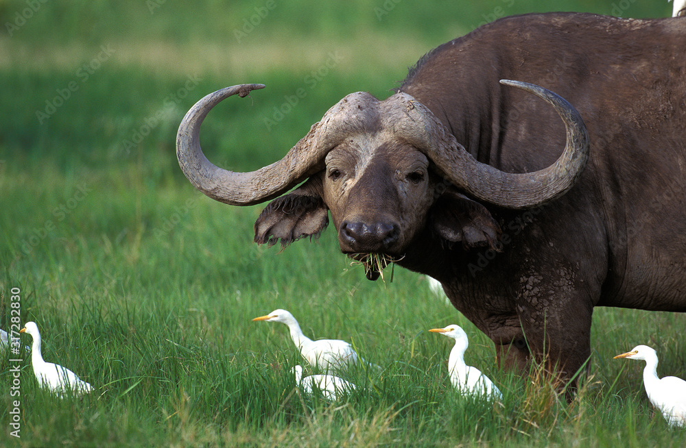 Obraz premium BUFFLE D'AFRIQUE syncerus caffer