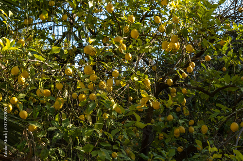 Lemon fruit in tree