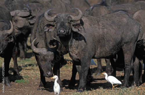 BUFFLE D'AFRIQUE syncerus caffer photo