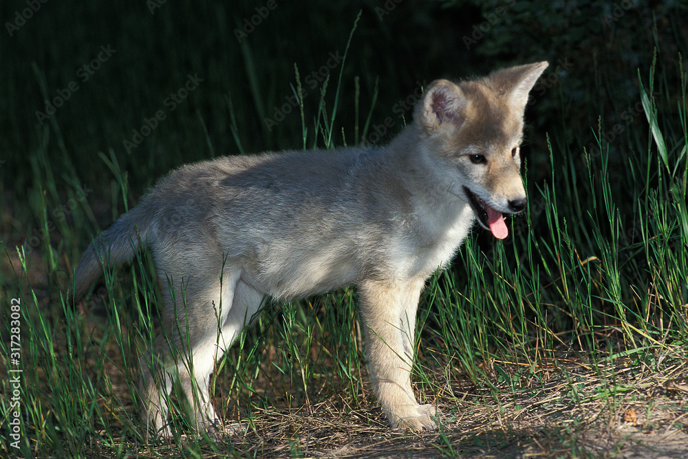 COYOTE canis latrans