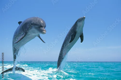 Fototapeta na wymiar GRAND DAUPHIN tursiops truncatus