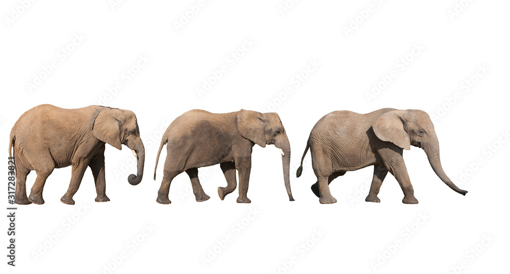 Obraz premium ELEPHANT D'AFRIQUE loxodonta africana