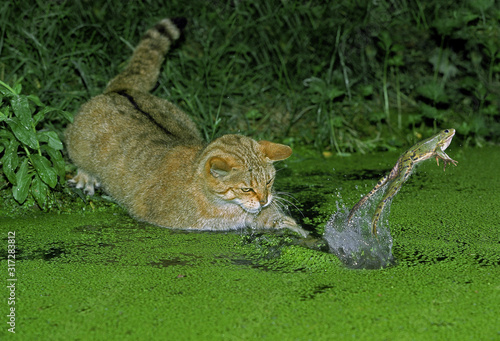 CHAT SAUVAGE D'EUROPE felis silvestris photo