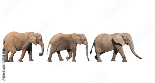 ELEPHANT D'AFRIQUE loxodonta africana © slowmotiongli