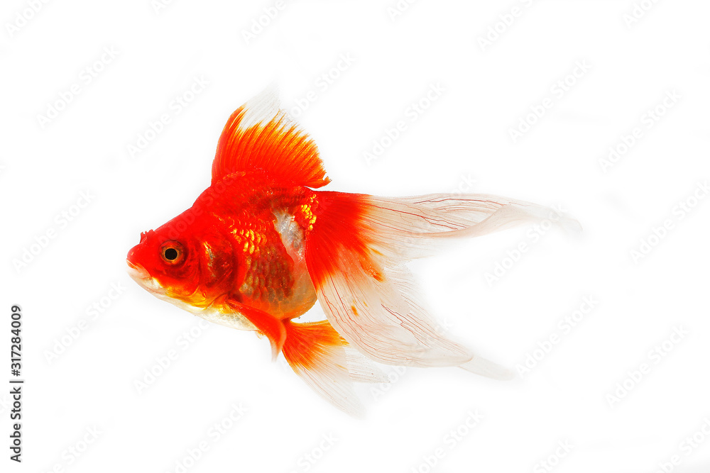 POISSON ROUGE QUEUE DE VOILE carassius auratus Stock Photo | Adobe Stock