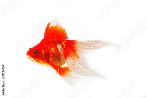 Foto POISSON ROUGE QUEUE DE VOILE carassius auratus