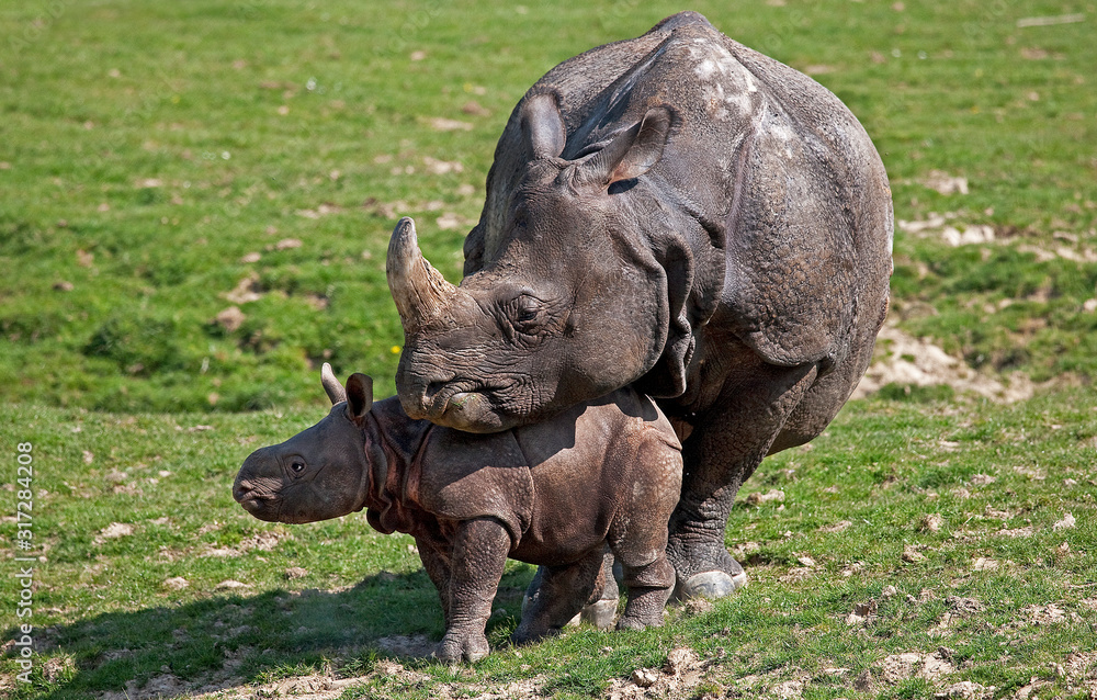 Fototapeta premium RHINOCEROS INDIEN rhinoceros unicornis